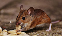 24 Hour & Emergency Exterminators in Bernville, PA